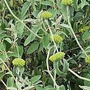 Phlomis grandiflora