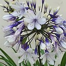 Agapanthus Twister