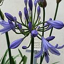 Agapanthus Scrarey09