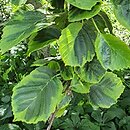 Alnus incana Foliis Aureomarginatis