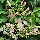 Schizophragma hydrangeoides Roseum