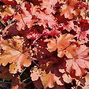 Heuchera Boysenberry