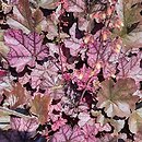 Heuchera Mulberry