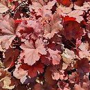 Heuchera Cherry Cola