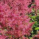 Astilbe Koblenz