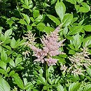 Astilbe japonica Peach Blossom