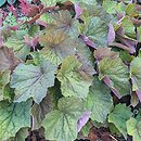 Heuchera Brownies