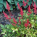 Astilbe ×rosea Fanal