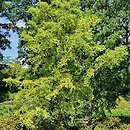 Metasequoia glyptostroboides Spring Cream