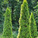 Thuja occidentalis Janed Gold