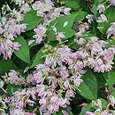 Deutzia ×hybrida Strawberry Fields