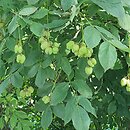 Staphylea pinnata (kłokoczka południowa)