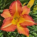 Hemerocallis ×hybrida Korneliusz