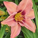 Hemerocallis ×hybrida Piast