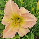 Hemerocallis ×hybrida Ania