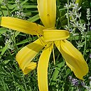 Hemerocallis ×hybrida Kindly Light