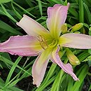 Hemerocallis ×hybrida Watchyl Lavender Blue