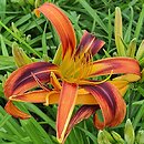 Hemerocallis ×hybrida Tigereye Spider