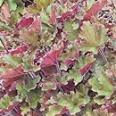 Heuchera Rex Red