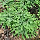 Adiantum pedatum Imbricatum