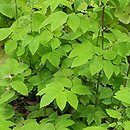 Filipendula ulmaria Aurea