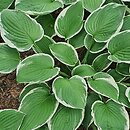 Hosta Francee