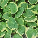 Hosta Wide Brim