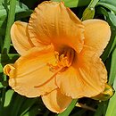 Hemerocallis ×hybrida Pixie Parasol