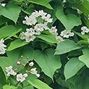 Catalpa speciosa (surmia wielkokwiatowa)