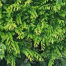 Ulmus pumila Aurea