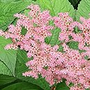 Rodgersia pinnata Crûg Cardinal