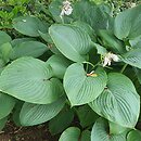 Hosta Empress Wu