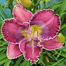 Hemerocallis ×hybrida Persian Art