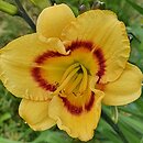 Hemerocallis ×hybrida Pluralist