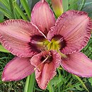 Hemerocallis ×hybrida Cyber Zone