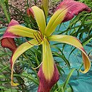 Hemerocallis ×hybrida Crazy Arms