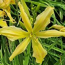 Hemerocallis ×hybrida Paul Weber