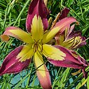 Hemerocallis ×hybrida Applique