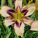 Hemerocallis ×hybrida Destined To See