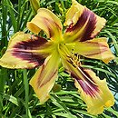 Hemerocallis ×hybrida Tammy Faye Eyes