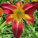 Hemerocallis ×hybrida Red Suspenders