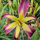 Hemerocallis ×hybrida Waiting in the Wings