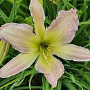 Hemerocallis ×hybrida Phial of Galadriel