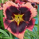 Hemerocallis ×hybrida Black Eyed Bully