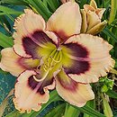 Hemerocallis ×hybrida Tricolor