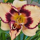 Hemerocallis ×hybrida Bold Encounter