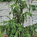 Picea abies Cincinnata