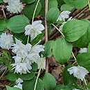 Philadelphus Girandole