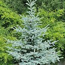 Picea pungens Edith