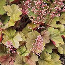 Heuchera Pink Pearls